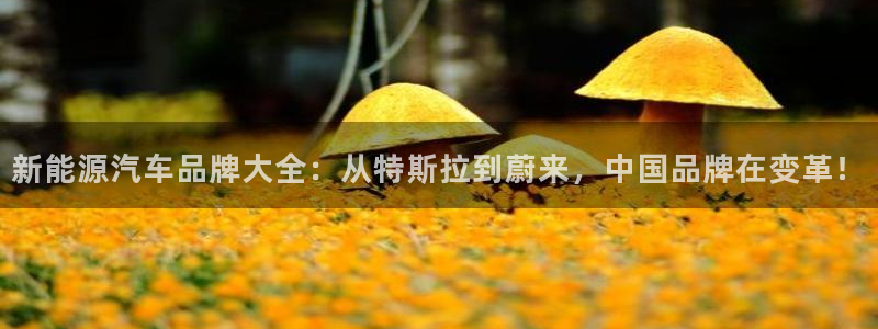 新宝gg赚钱:新能源汽车品牌大全:从特斯拉到蔚来,中国品牌在