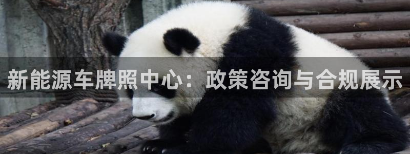 新宝gg网点:新能源车牌照中心:政策咨询与合规展示